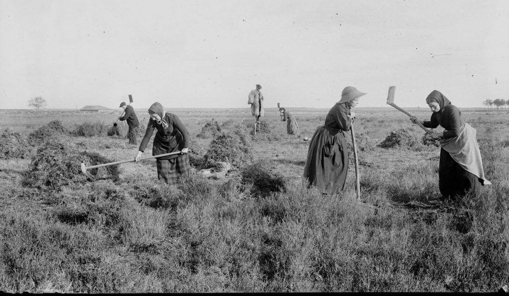 Coupeuses de bruyère dans la lande de Pradéou, photo d'archive