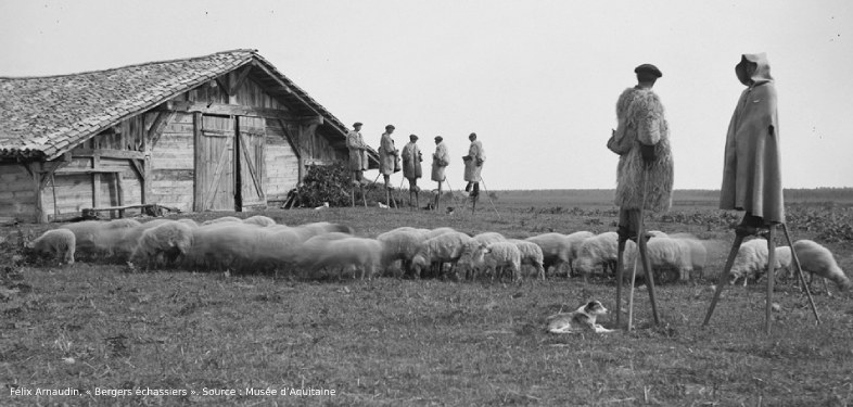 Landes et échassiers